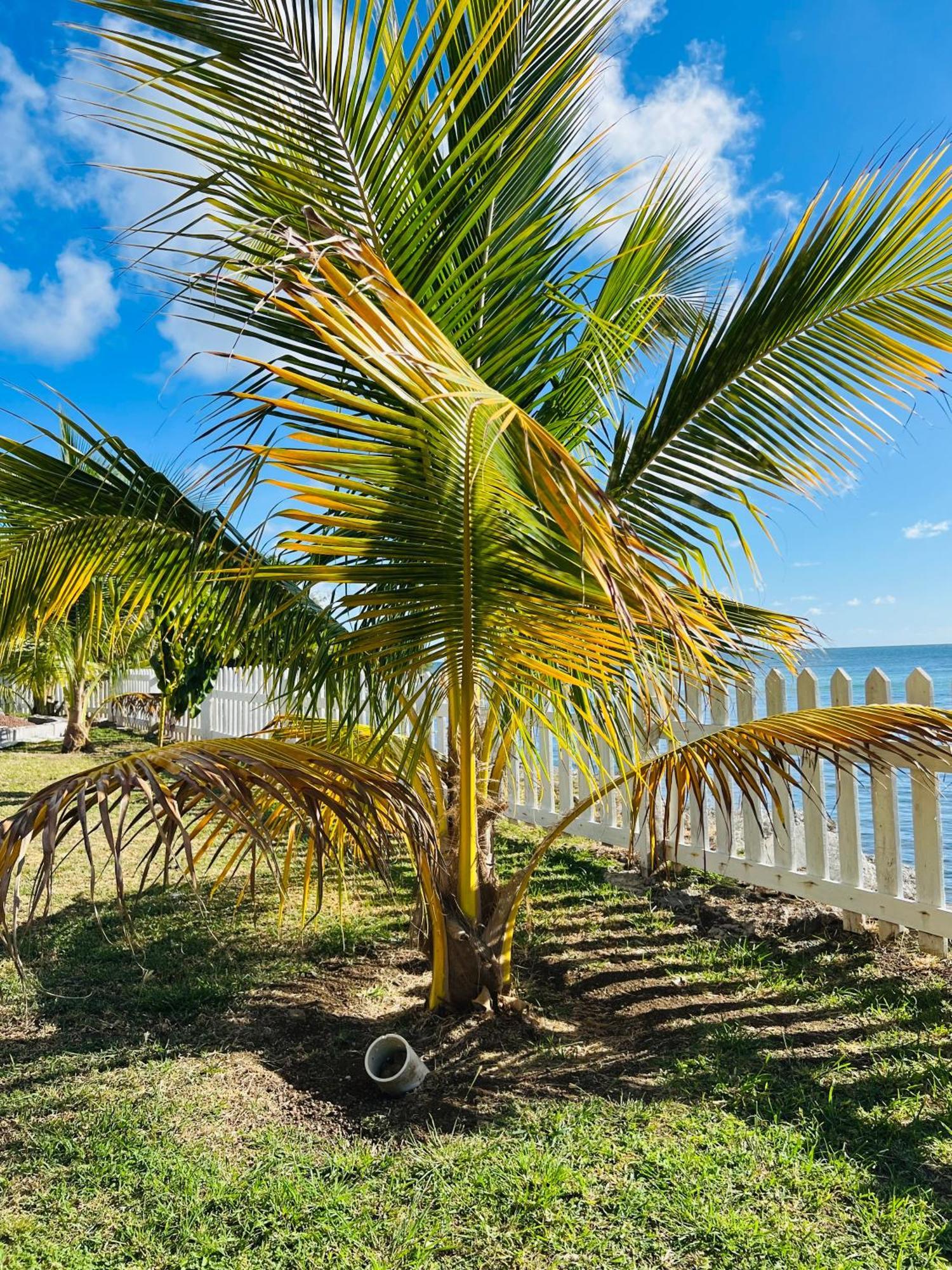 Sealavie Apartments - Grenada St. George's Extérieur photo